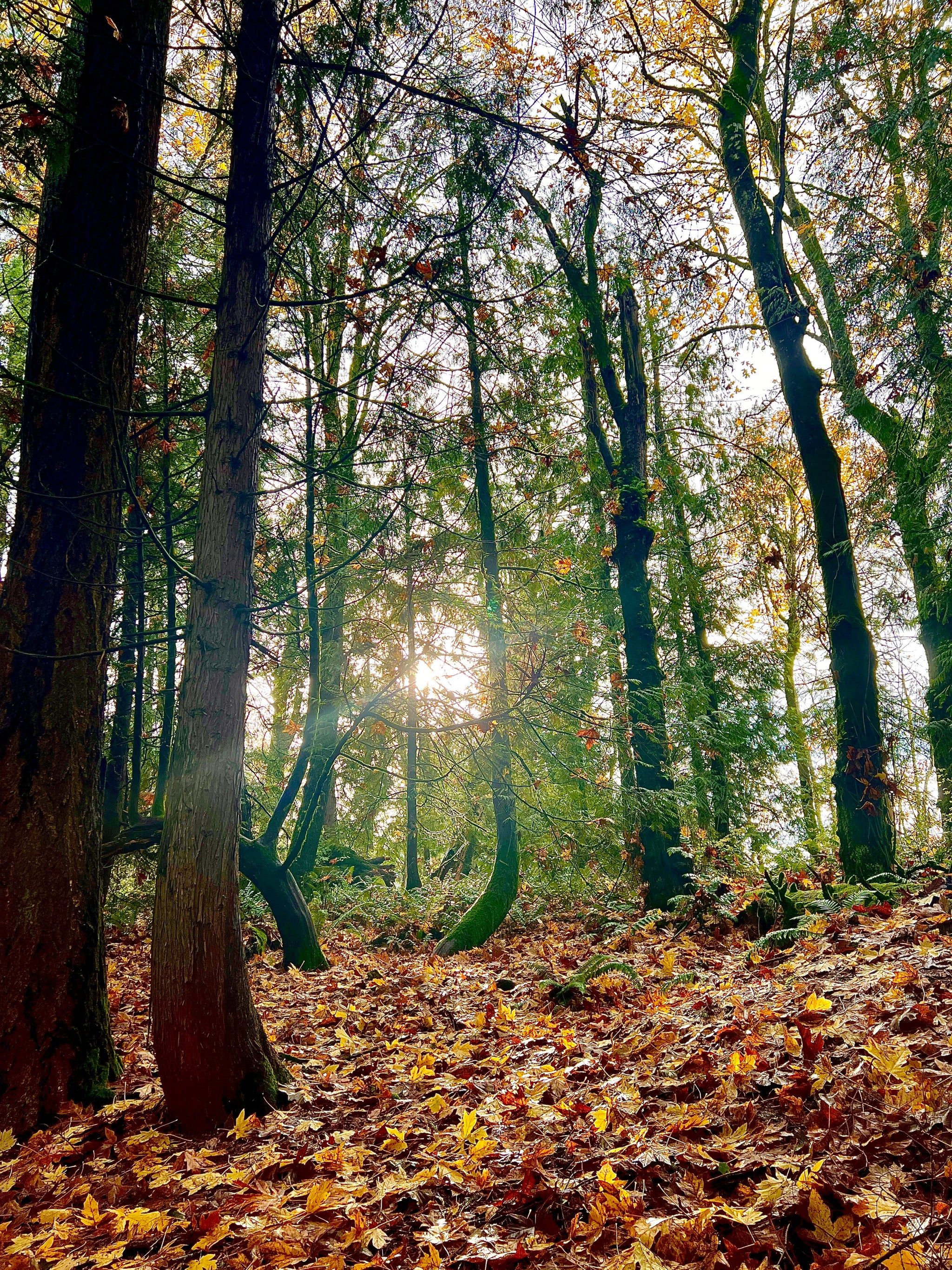 Verdant Forest Body Oil